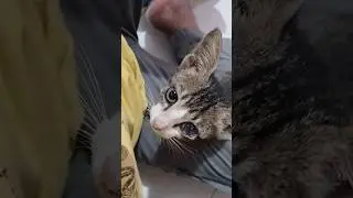 Kehilangan Emak. #shorts #kucing #rescue #cats #catlover #kitten #cat #kucing