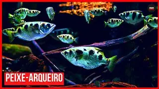 Peixe cospidor de água - o peixe arqueiro