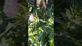 Не путайте расторопшу с чертополохом #сад