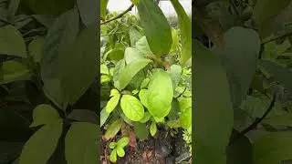 રોયલ ફ્રુટ  