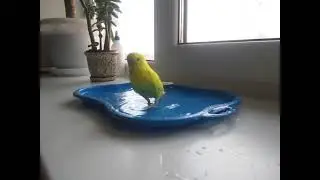 купание попугая , the parrot is swimming