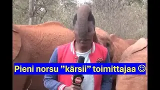 Hyvän mielen video - Pieni norsu kärsii toimittajaa