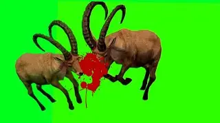 Wild animal green screen video no-copyright danger animal multiple poses 