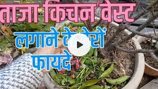 Home Gardening... ताजा किचन वेस्ट लगाने के ढेरों फास्ट फायदे... 