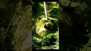 Косимо траву.