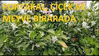 Meyvesi ve Çiçeği Bir arada Portakal Ağacı