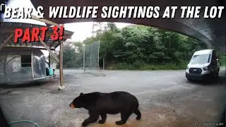 Bear & Wildlife Sightings At The Lot(s): Part 3!
