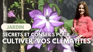TOUT SAVOIR SUR LA CLÉMATITE !