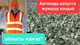 Англиядагы капустада жумуш кыйынбы? #жумуш #англия #ош #бишкек #кыргызстан #баткен