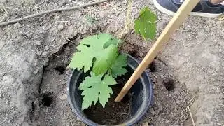 Tips and tricks for growing freshly planted grape bushes