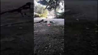 МУЬЧИЗАИ АЛЛОХРО ТАМОШО КУНЕД ДАР ТОЧИКИСТОН