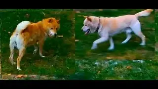 Shiba Inu Play Time! Playing With Each Other