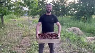 Наелся черешни с Дяхана сада 🤙