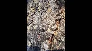 Сибирь, Бурятии, природа