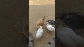 sehat dan lincah dimasa pertumbuhan