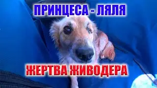 ЕЙ ВЫКОЛОЛИ ГЛАЗ И ПОРЕЗАЛИ СПИНУ! ЛЯЛЯ - ЖЕРТВА ЖЕСТОКОГО ОБРАЩЕНИЯ!