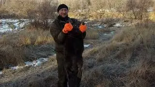 Охота на бобра/Продолжаем тестить собственную приманку/Очередной трофейный добыт