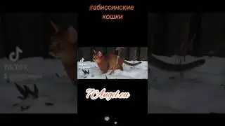 Абиссинские кошки. Котята милота