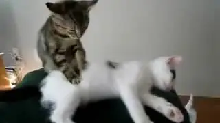 скачать видео бесплатно смешные кошки