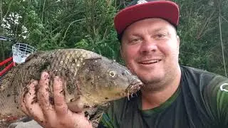 словил Сазана на реке Днепр.Carp fishing