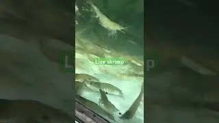 Shrimp #liveshrimp #shrimp