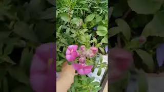 ОБЗОР ЦЕНЫ РАССАДА ЧАСТЬ 1