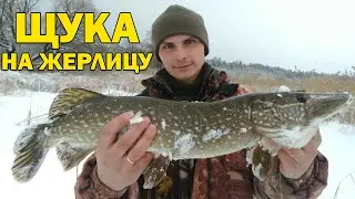 How to catch pike with girders? Fishing for pike on zherlitsy in winter from A to Z!