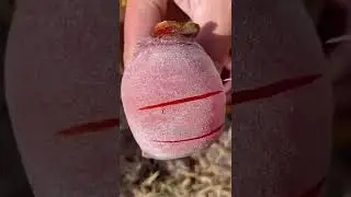 Невероятные фрукты !