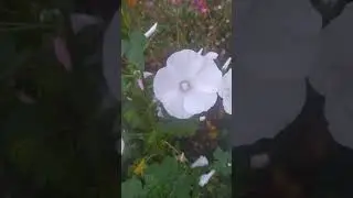Цветочная поляна 🌸