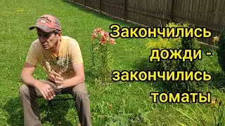 Закончились дожди - закончились томаты.