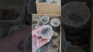 Перевозка пауков. Правила для отправки. Птицееды #tarantula #птицеед #паук #пауки