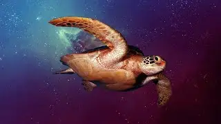Good turtle 🥳 Cute animals 😍