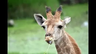 Le girafon ‐ Jacky Galou