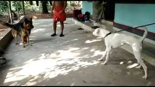 Rajapalayam  vs German Shepherd aggression level comparison.