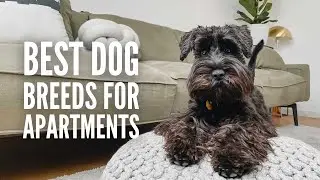The 30 Best Dog Breeds for Apartments