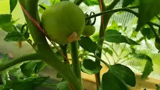 Зеленый человечек и страшилка для маленьких :) (часть 1) 11,06,23