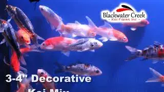 Decorative Grade Koi Fish for Sale .