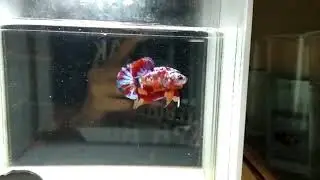Ikan Cupang Nemo GALAXY