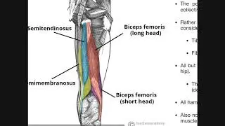 Posterior Thigh Compartment | Hamstrings Origins, Insertions, Etc.