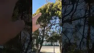 Y que me encuentro un par de huevitos de pajaritos tirados #shorts