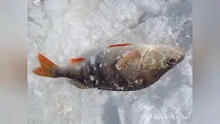 Рыбалка на озере Лача.