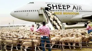 هكذا ينقلون المواشي عبر دول العالم