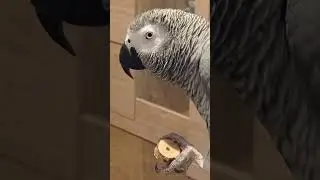 Попугай Гоша
