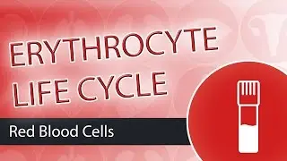 The Erythrocyte Life Cycle