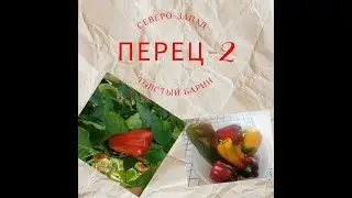 Перец Толстый Барин от Семена Алтая!Урожайные перцы на Северо-Западе!