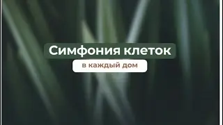 Презентация фокус группы по Симфонии клеток