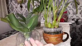 Как нарастить корни орхидее😉Варианты размещения.