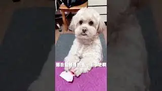 #TikTok #youtubeshort #cutedog #dog #cat #cutecat #short #shorts #animal #Luong chelich 9505