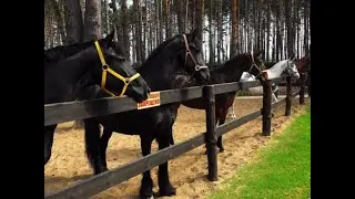 Реклама в конном клубе. Размещение рекламы. Фасад Медиа Групп