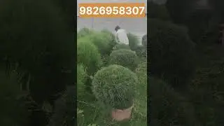 Topiyari Plant